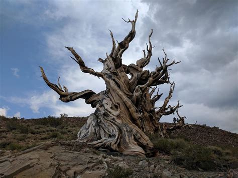 The Role of Methuselah Trees in Biodiversity Conservation